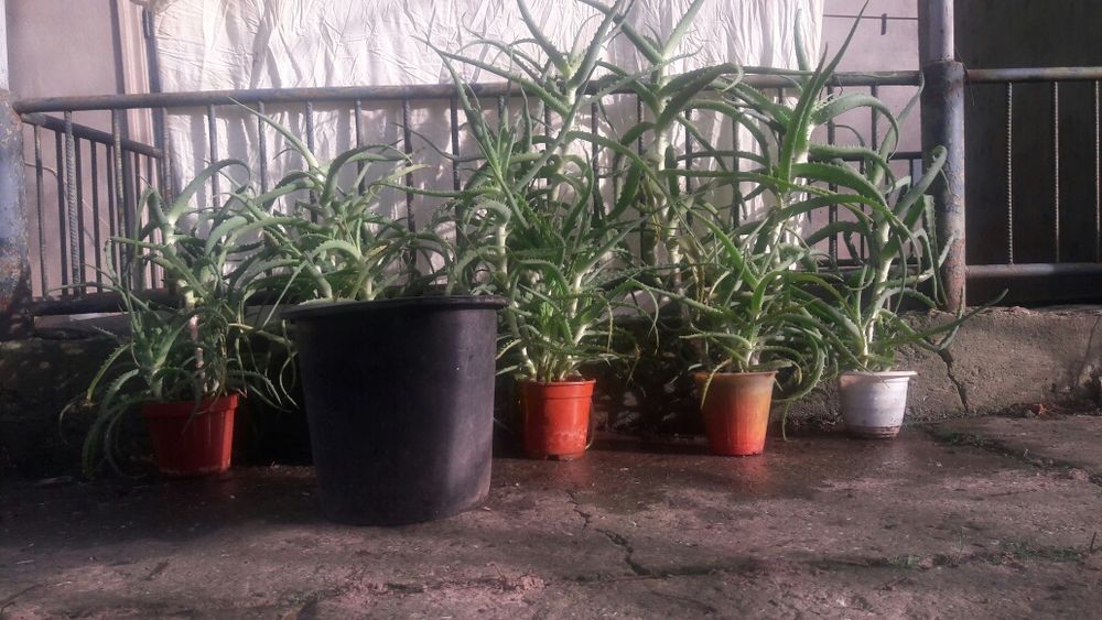 Алое вера Алой настоящий