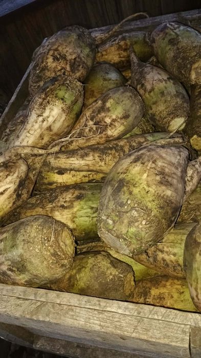 Продам кормовий буряк