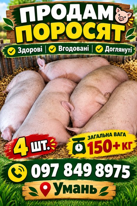 продам великих свиней