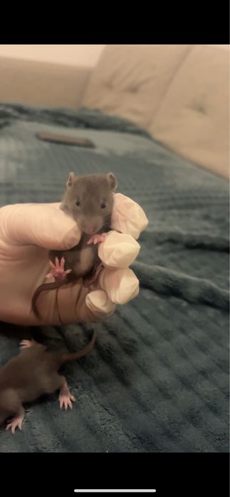 Szczurki samce i samiczki