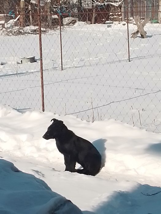 Щенок черной немецкой овчарки