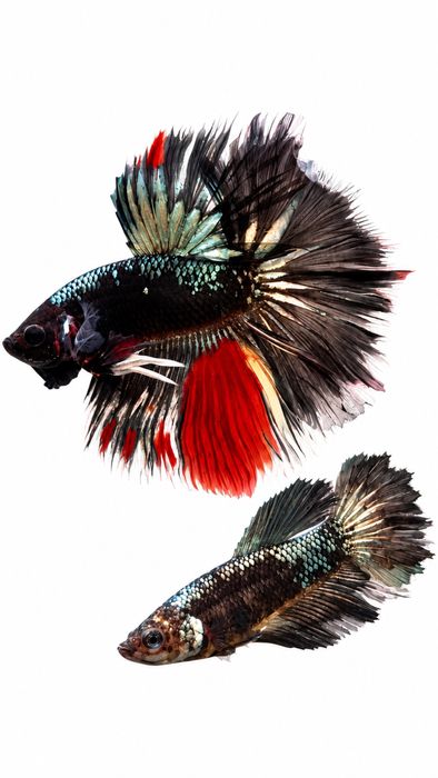 Bettas Tailândia - Premium Selection