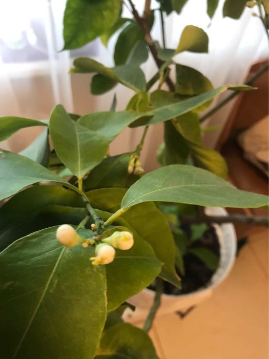 Квіти кімнатні  у горшику