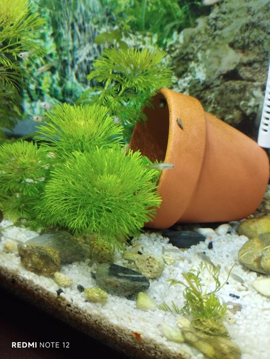 Guppies bebés  para venda