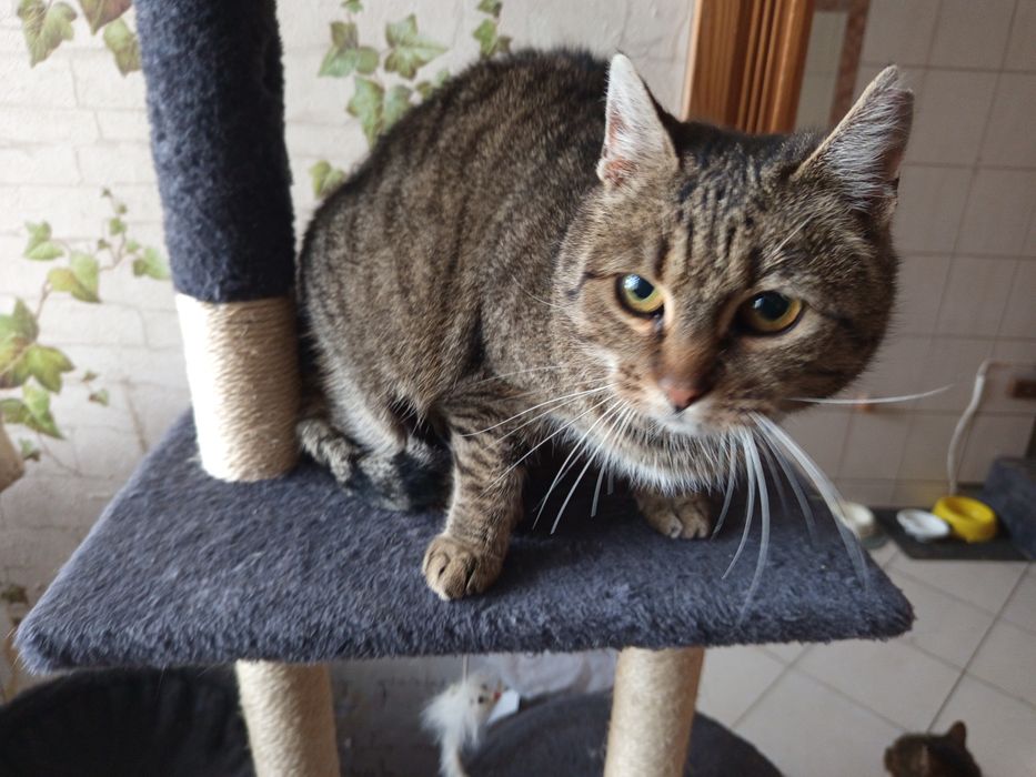 Kartofelka marzy o domku