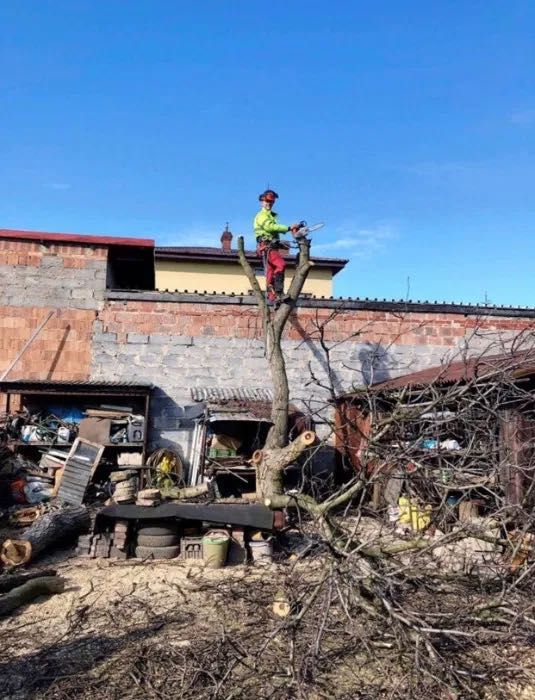 Wycinka i pielęgnacja drzew, frezowanie pni, usługi rębakiem