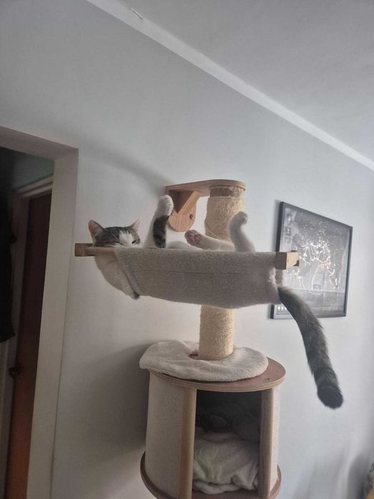 Marcel: Mistrz mruczenia i zawodowy przytulasek szuka domu!