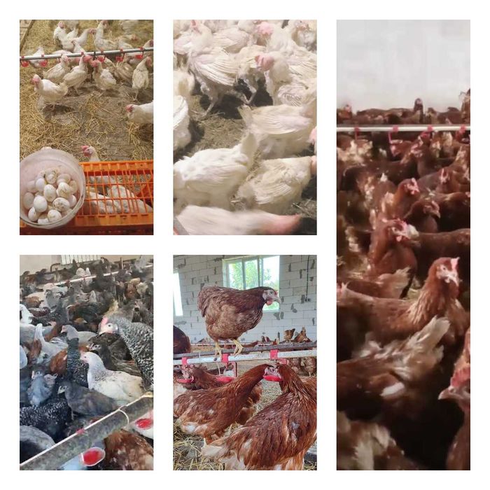 Продам кури несушки! Доставка безкоштовна. Лубни!