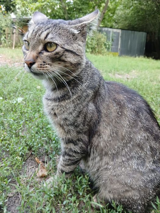 do adopcji Sebuś - około 1,5 roczny miziak