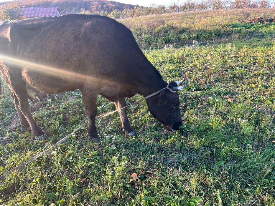 Продам корову 5 років