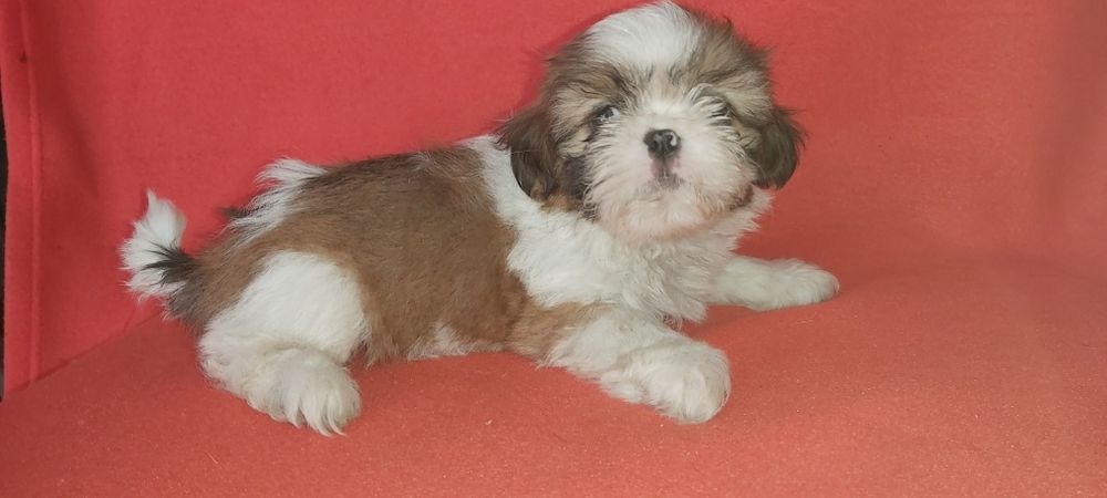 Shih-tzu magnifico