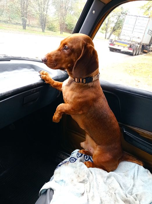 Молодой таксёныш ищет подругу