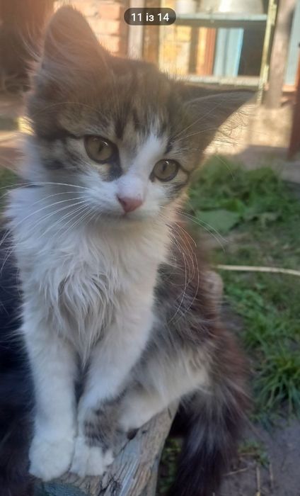 Віддамо  кошенят в добрі руки