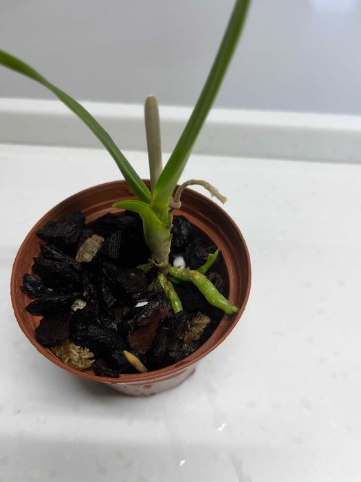 Каттлея  орхидея  mossiae  schroederae