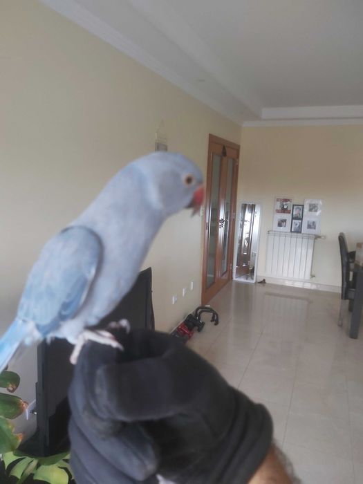 Ringneck Casal Violeta x Cobalto portadores de CC