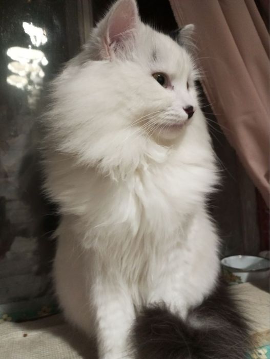 Добрий, ласкавий кіт