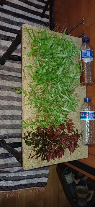 Plantas aquário baixa manutenção.