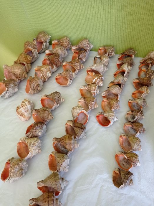 Ракушки Рапана, Аквариум, Декор