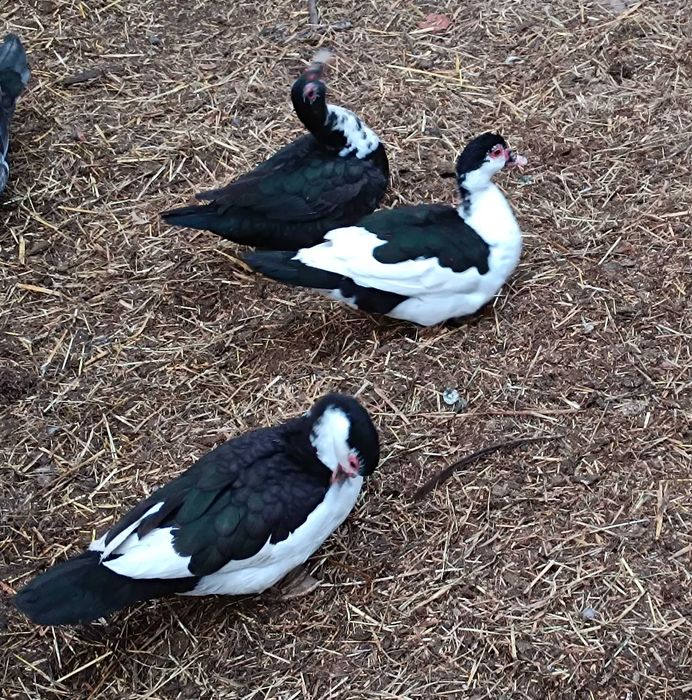 Kaczki piżmowe, kaczka piżmowa, kaczor