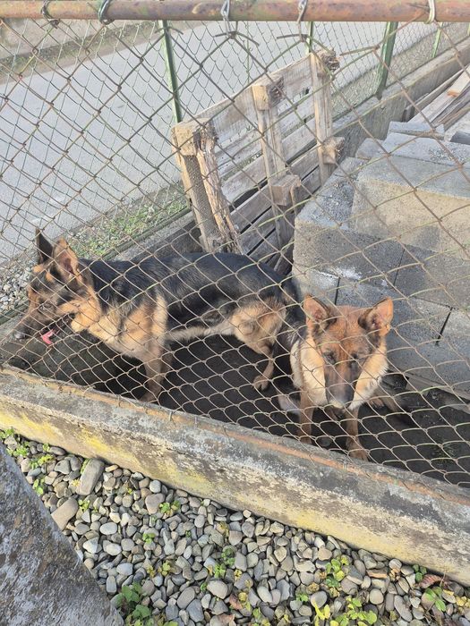 Продам цуценят породи Німецька вівчарка