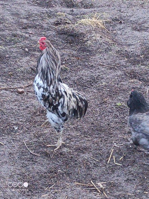 Araucany, koguty araucany