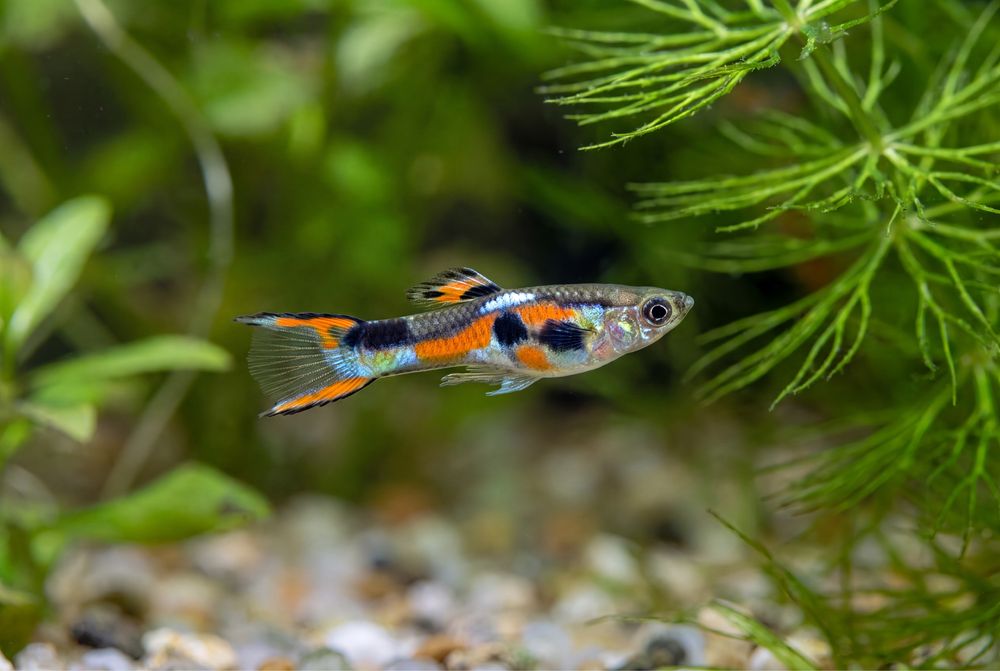 Guppy Endler Black Bar