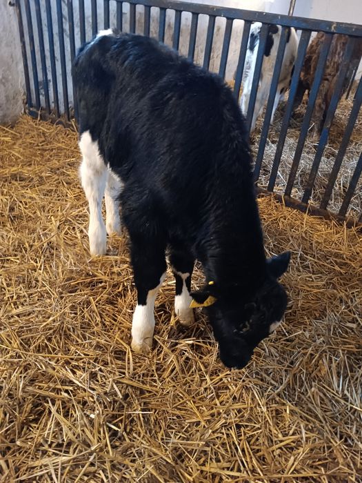 Byczek cielak żarłak