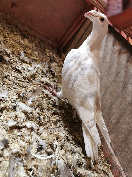 Gołąb biały Rzeszowski staropolski pocztowy