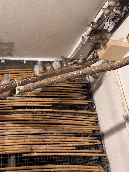 Priquitos, rolas diamante, mandarins e caturras para ceder