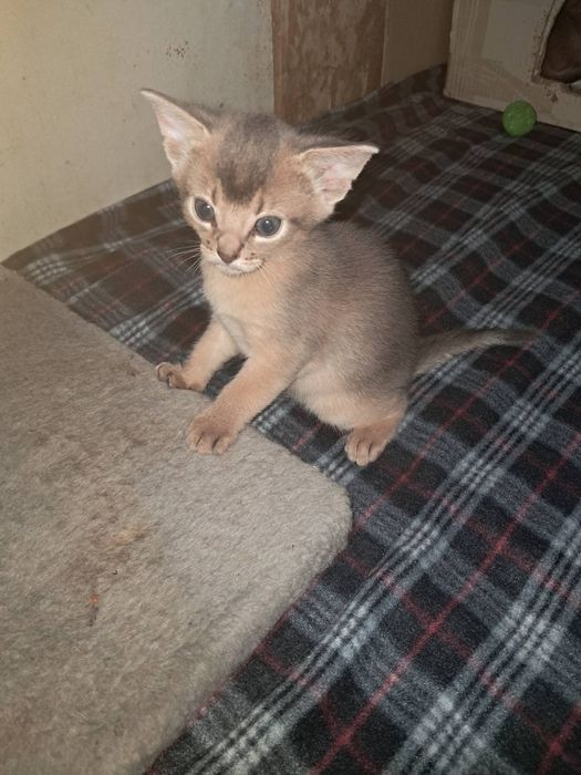 Абісинськи кошенята