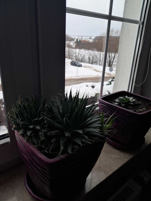 Kwiaty kaktusy doniczkowe