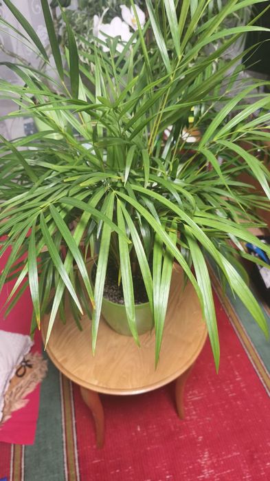 Продам кімнатну рослину