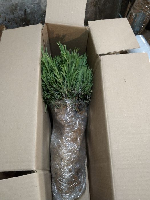 Лаванда Англійська 50 грн.