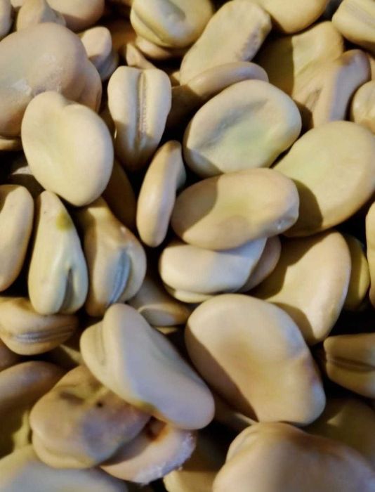 Sprzedam bób BOLERO 10 ZŁ