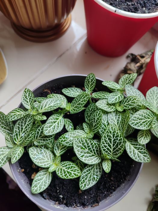 Продаю вазон з горщиком