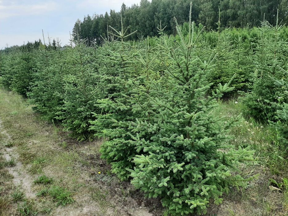 świerk Biały odm. Densata 200 cm