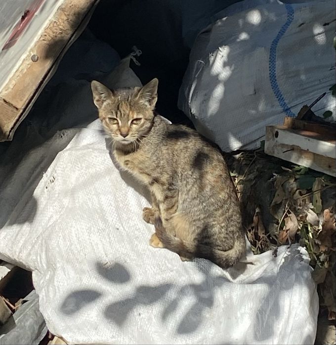 Миле кошенятко у відповідальні ручки