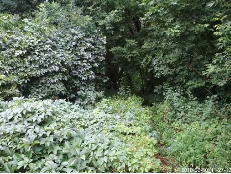 Продажа земельного участка 25 сот. в с.Рожны Киевской обл. 17800$