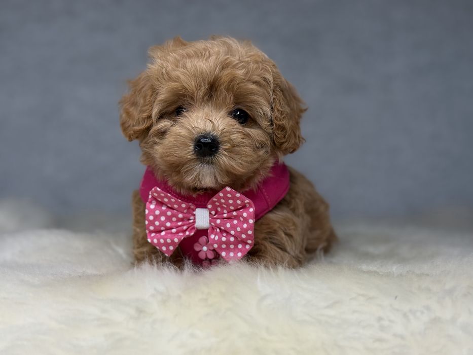 Maltipoo piesek
