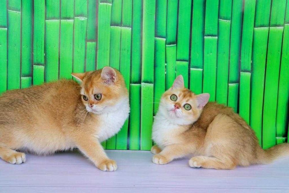 Интересный британский котёночек в золотой плюшевой шубке