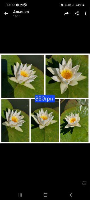 Німфеї, водяні лілії