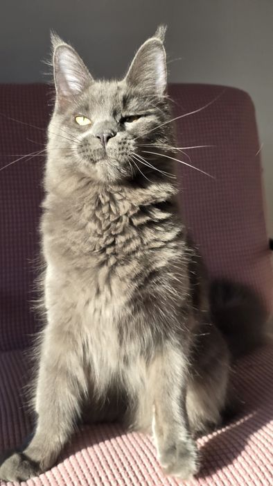 Niebieska kotka Maine Coon
