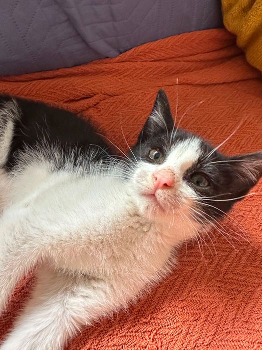 Gato com 3 meses para adoção