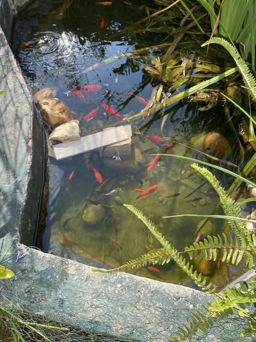 Peixes de lago varias cores e tamanhos