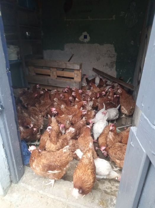 Sprzedam kury nioski