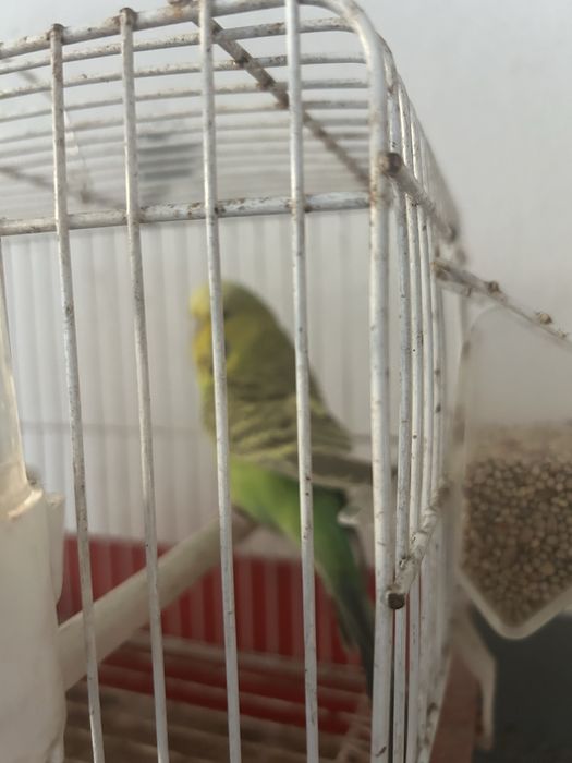 Agaporni e Periquita Inglesa