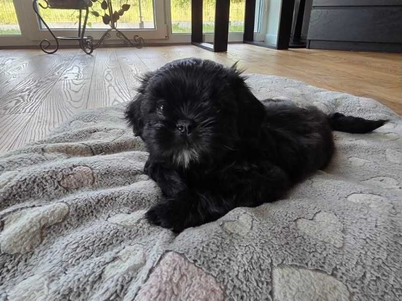 Pieski Shih tzu z rodowodem