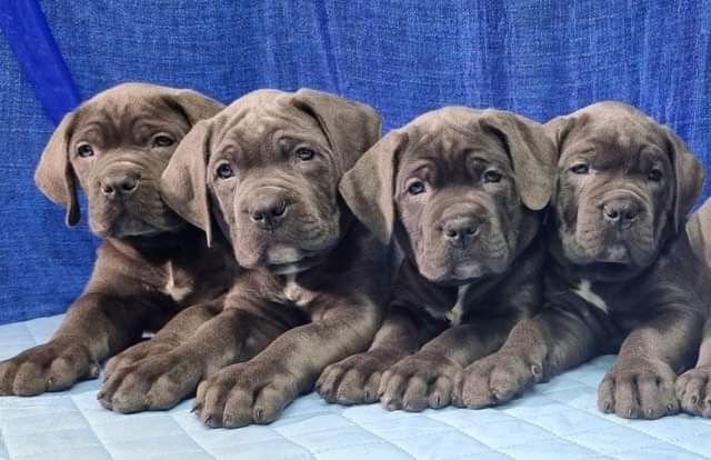 Шоу щенки Кане Корсо