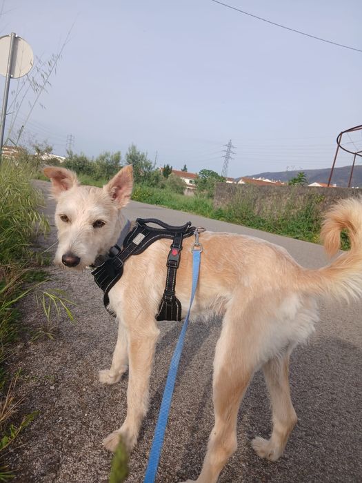 Pet sitting, passeios