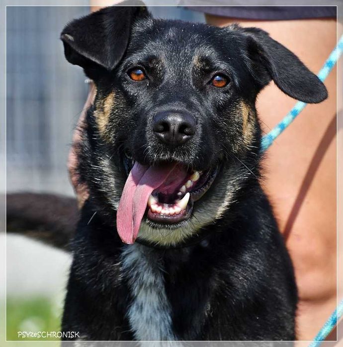 Wspaniały Marco szuka domu